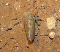 Polana quadrinotata