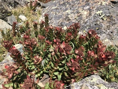 Rhodiola