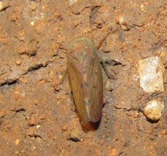 Polana quadrinotata