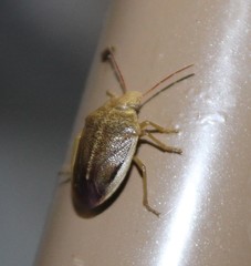 Chlorochroa saucia