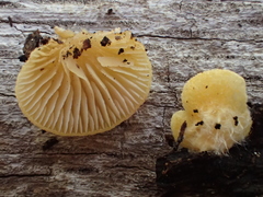 Crepidotus croceotinctus