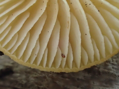 Crepidotus croceotinctus