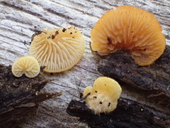 Crepidotus croceotinctus