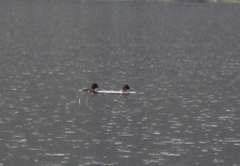Bucephala