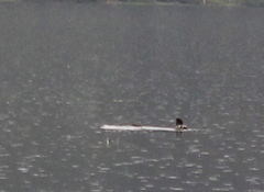 Bucephala