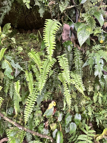 Hymenasplenium unilaterale observed 2025-05-01