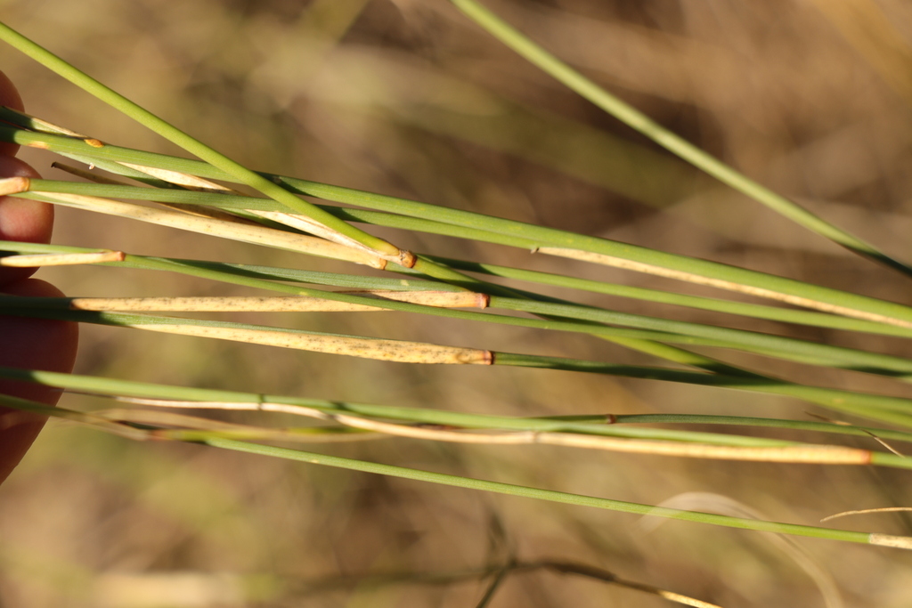 Pohl Veldtgrass