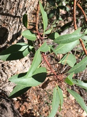 Arbutus arizonica