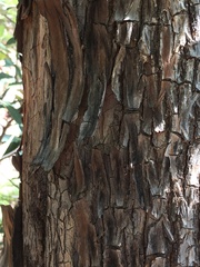 Arbutus arizonica
