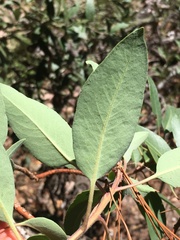 Arbutus arizonica
