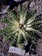Cirsium scariosum