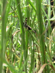 Boopedon flaviventris