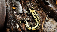 Alberch's Salamander photo 5