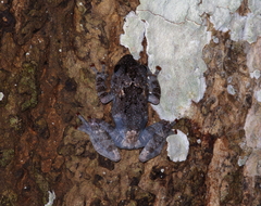 Theloderma stellatum