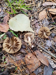 Inocybe lacera