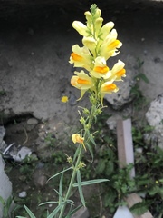 Linaria vulgaris