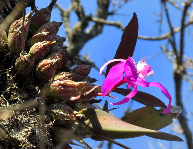 Mayflower Orchid (Laelia speciosa)