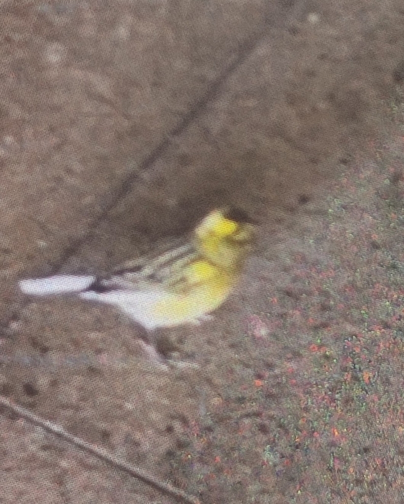Domestic Canary