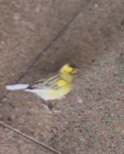 Domestic Canary
