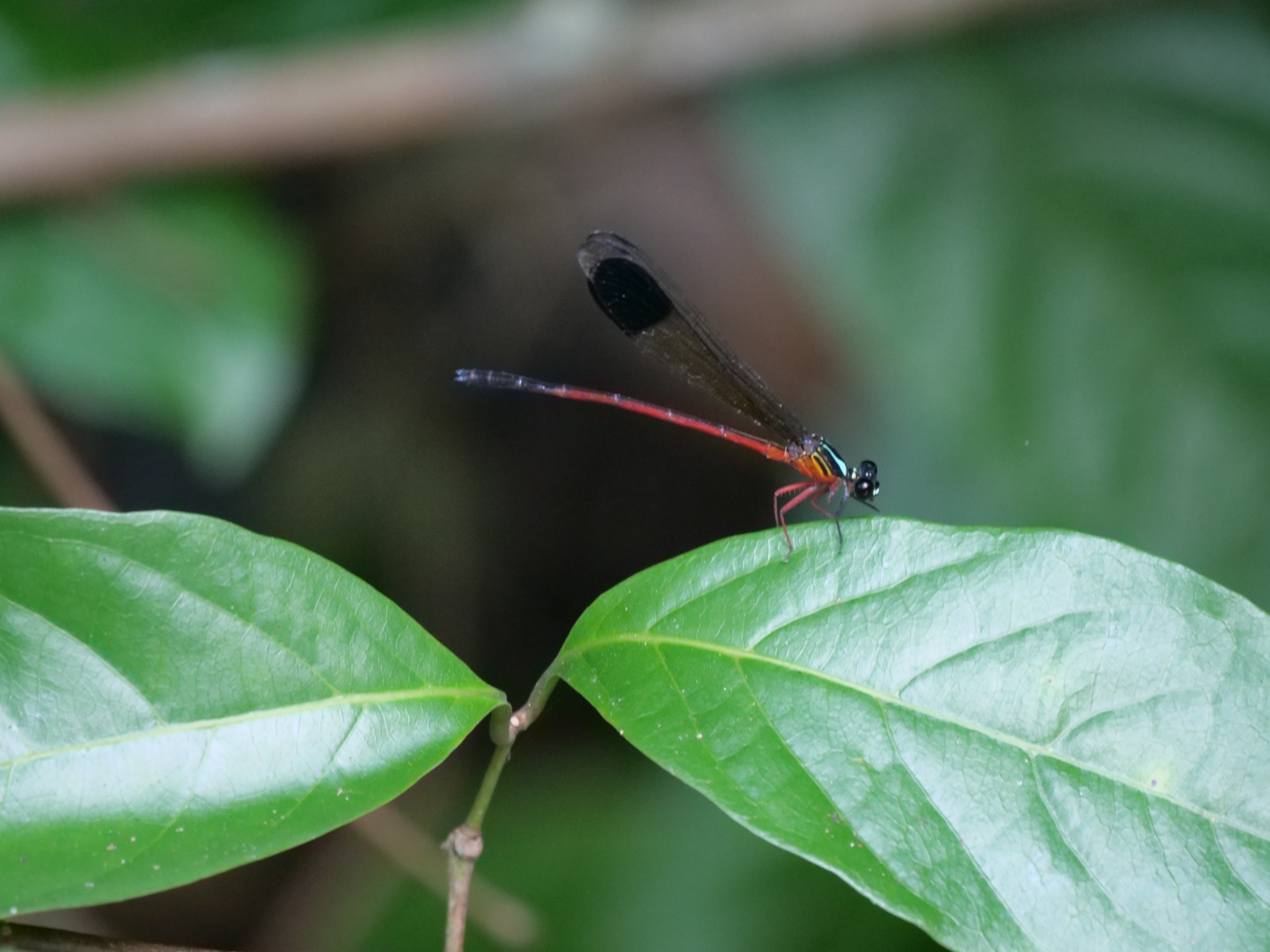Malabar Satinwing
