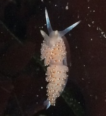 Apata pricei
