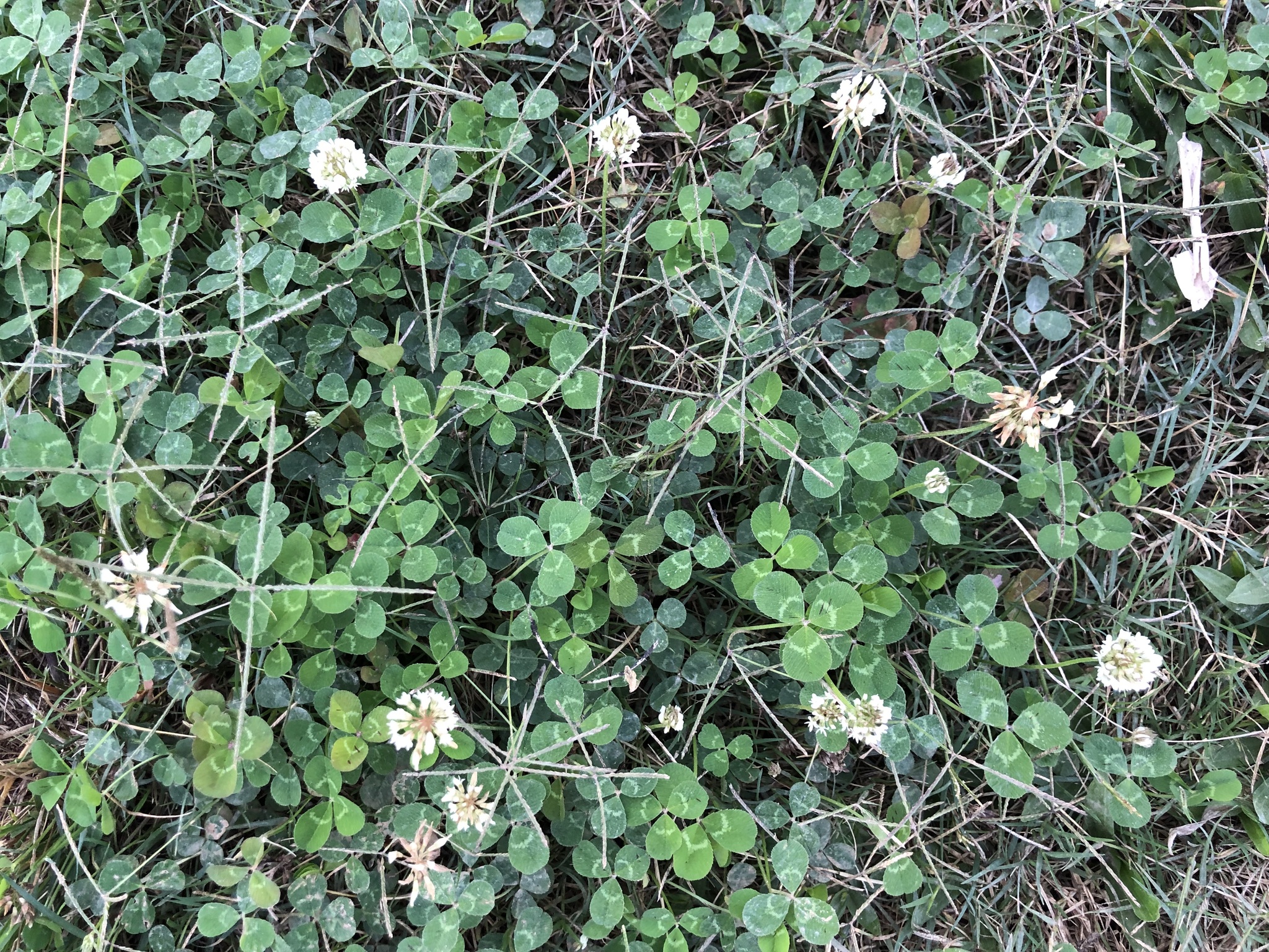Trifolium repens