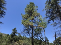 Pinus leiophylla