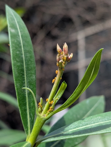 Oleander aphid
