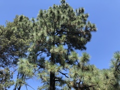 Pinus engelmannii
