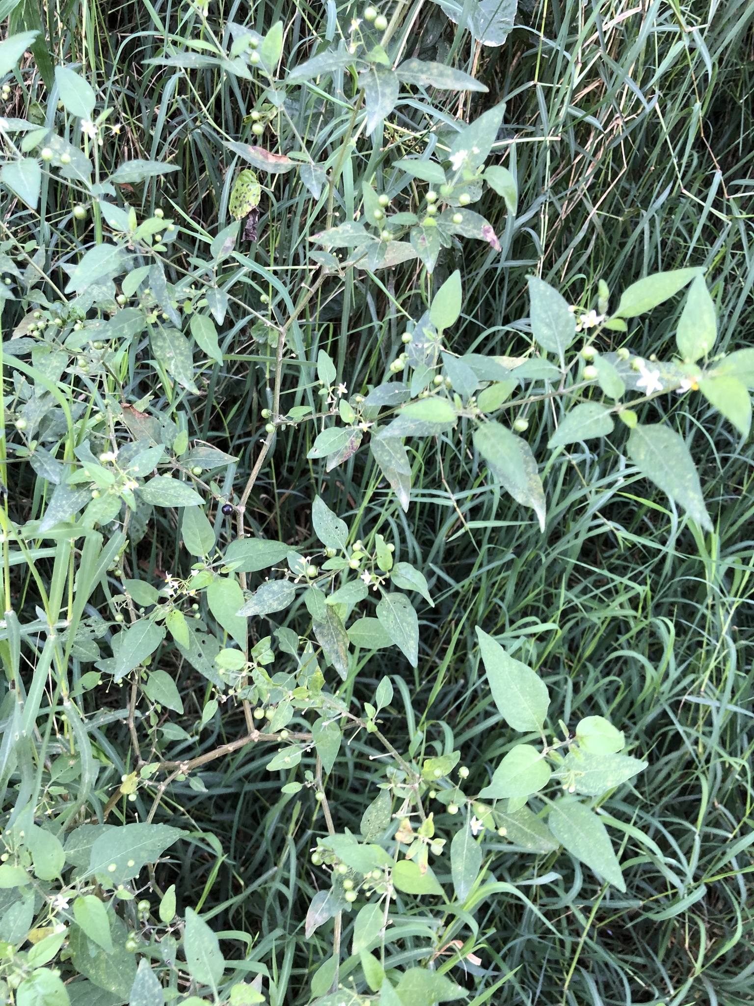 Solanum americanum