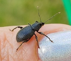 Otiorhynchus meridionalis