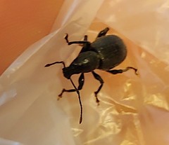 Otiorhynchus meridionalis