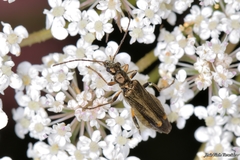 Oedemera barbara