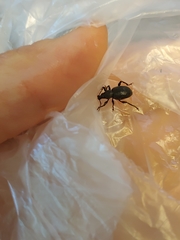 Otiorhynchus meridionalis