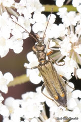 Oedemera barbara