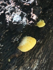 Crepidotus croceotinctus