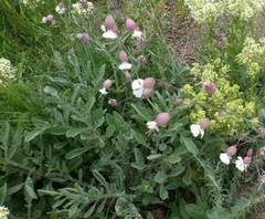 Centaurea salonitana