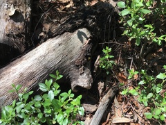 Crepidotus croceotinctus