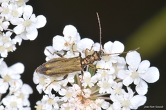 Oedemera barbara