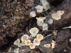 Orbiliomycetes