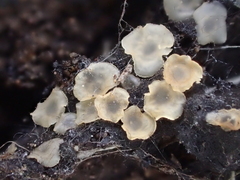 Orbiliomycetes