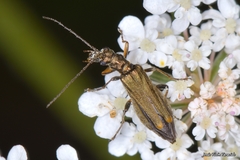 Oedemera barbara