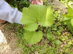 Arnoglossum reniforme