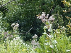 Arnoglossum reniforme