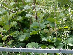 Arnoglossum reniforme