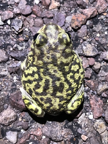 Couch's Spadefoot