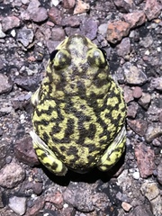Couch's Spadefoot Toad photo 2