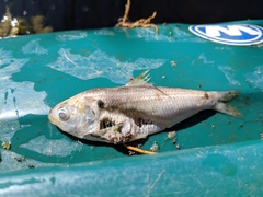Dorosoma cepedianum