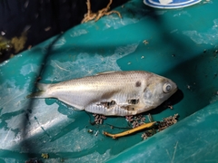 Dorosoma cepedianum