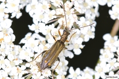 Oedemera barbara